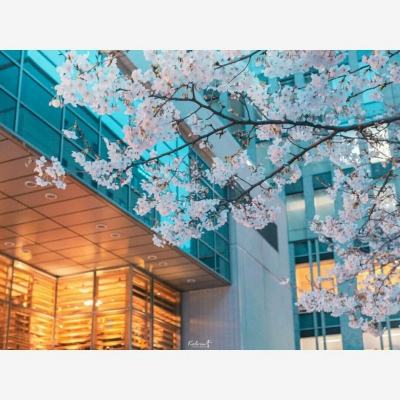 皇家88下载手机版