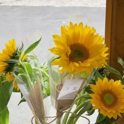 双赢彩票手机app下载